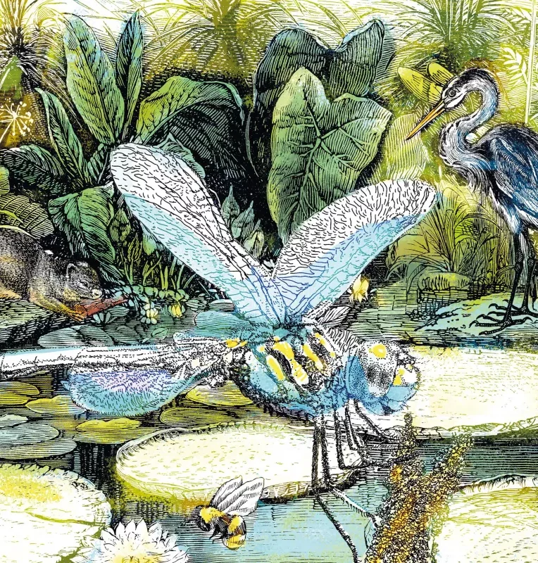 Illustration naturaliste représentant un marais avec une libellule géante, un héron, des plantes et un petit mammifère.